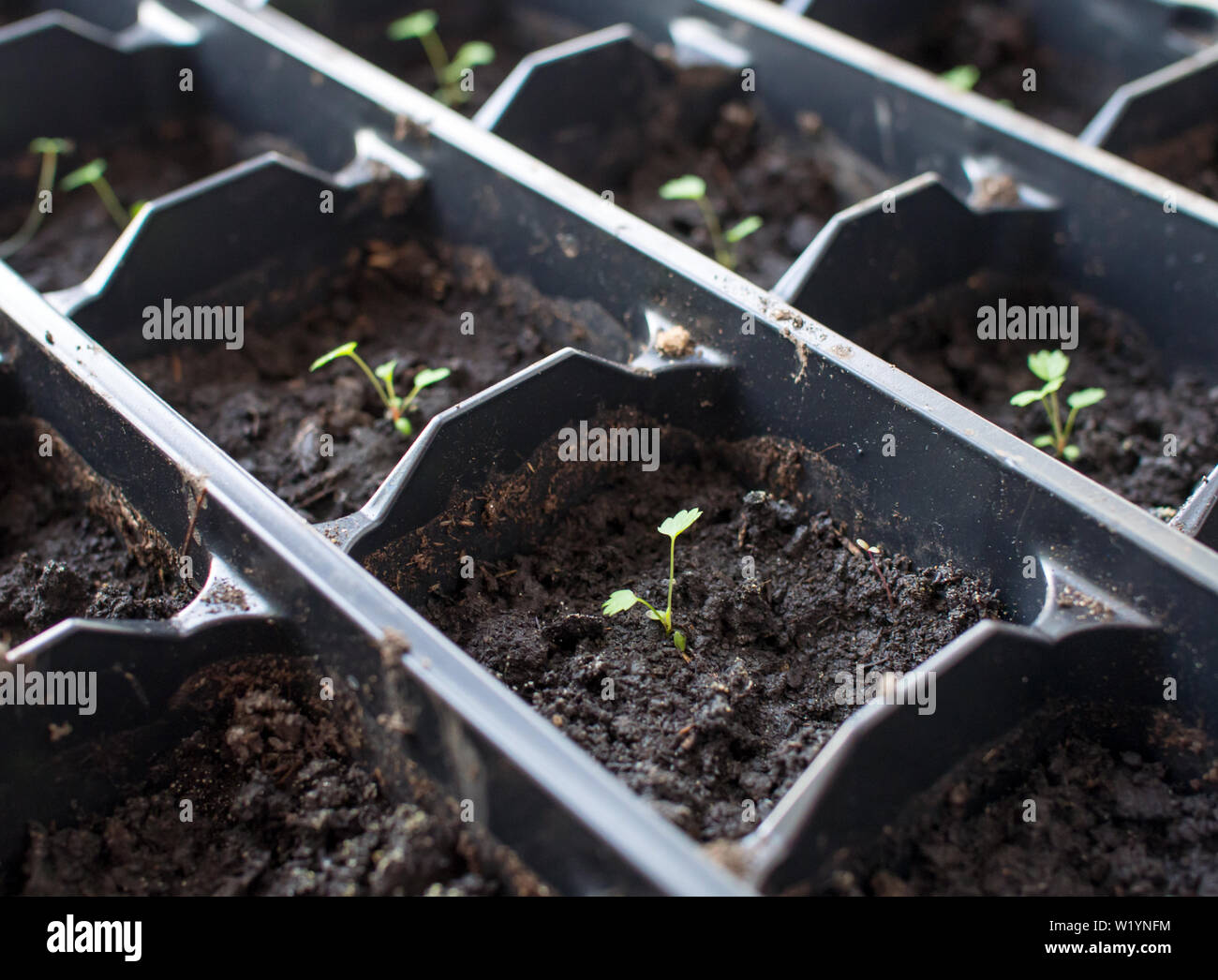 Young strawberry sprouts grown from seeds in a container Stock Photo - Alamy