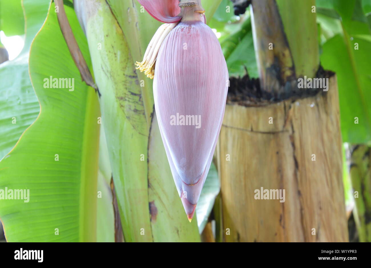 banana blossom on branch in farm Stock Photo Alamy