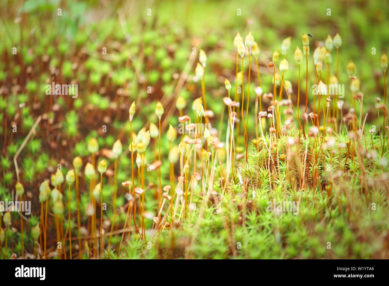 Star shaped green moss close hi-res stock photography and images - Alamy