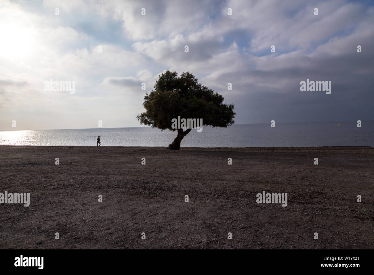 one person walking in stormy weather next to tree on a beach in Spain Stock Photo