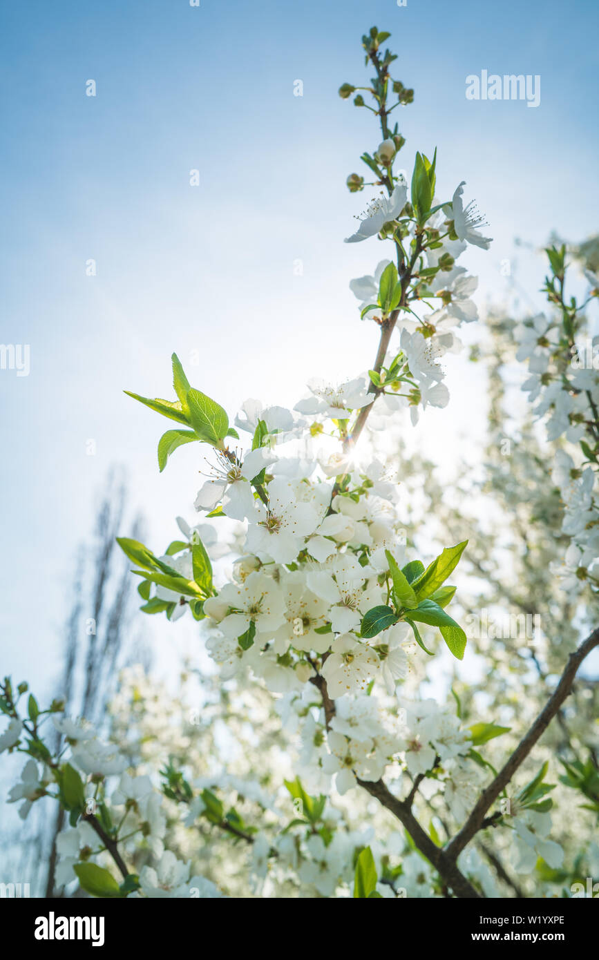fruit tree blossom Stock Photo Alamy