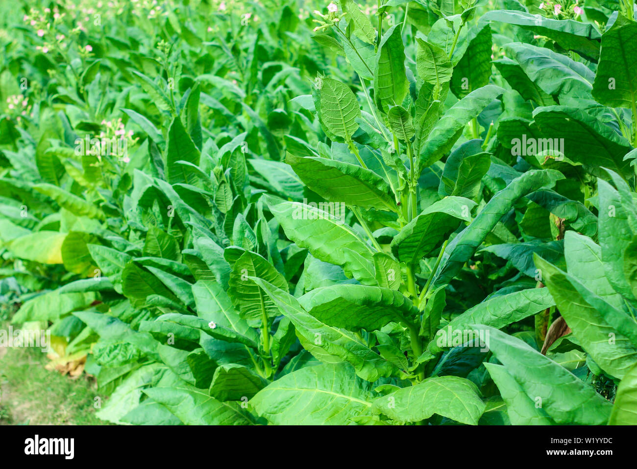 Green tobacco leaves hires stock photography and images Alamy