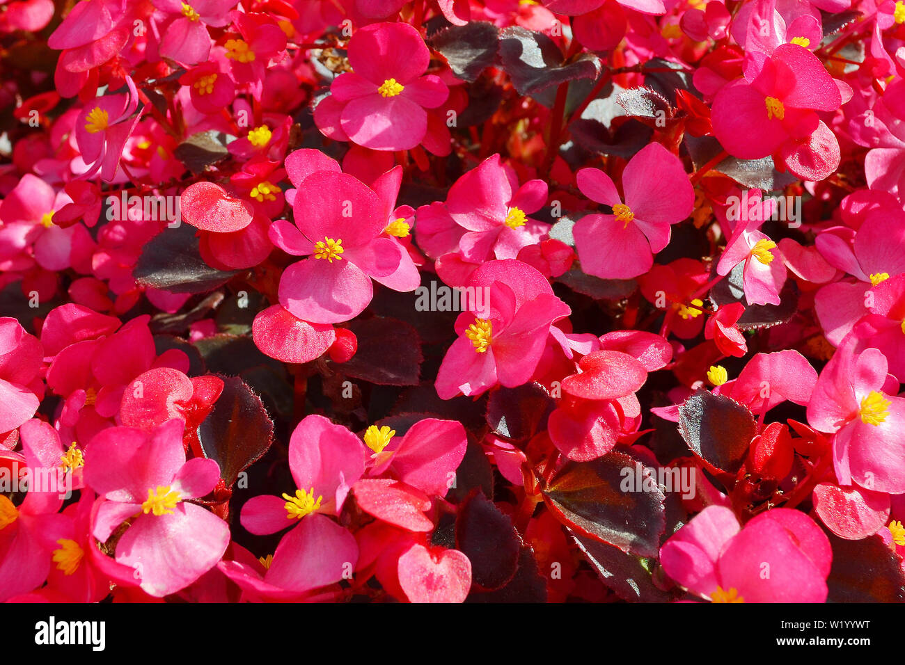 Close up of lush blooming of a lot of begonias with pink flowers and bronze leaves under bright sunshine, floristic texture for background Stock Photo