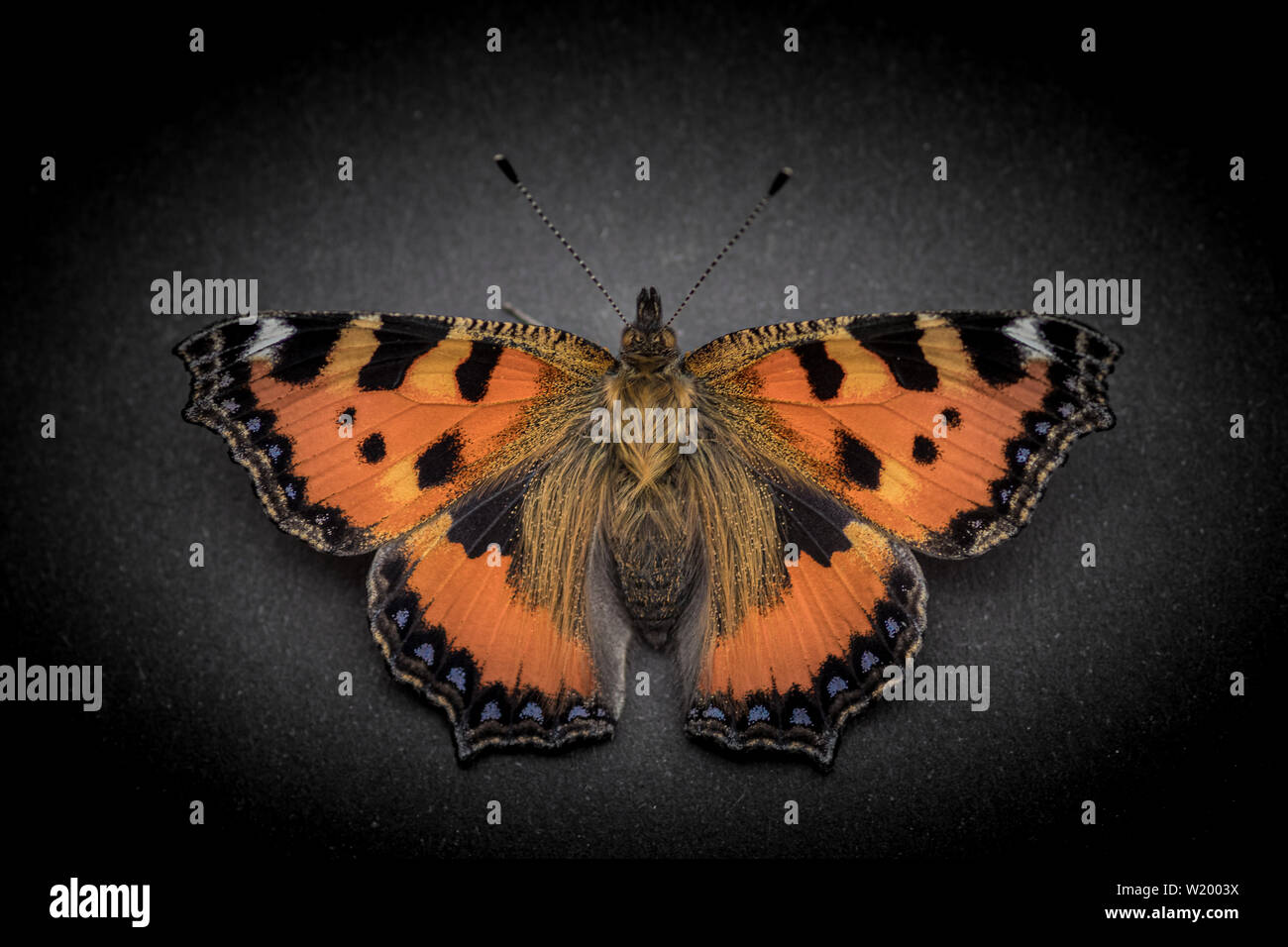 Small tortoiseshell (Aglais urticae) perched on a board with dark background Stock Photo