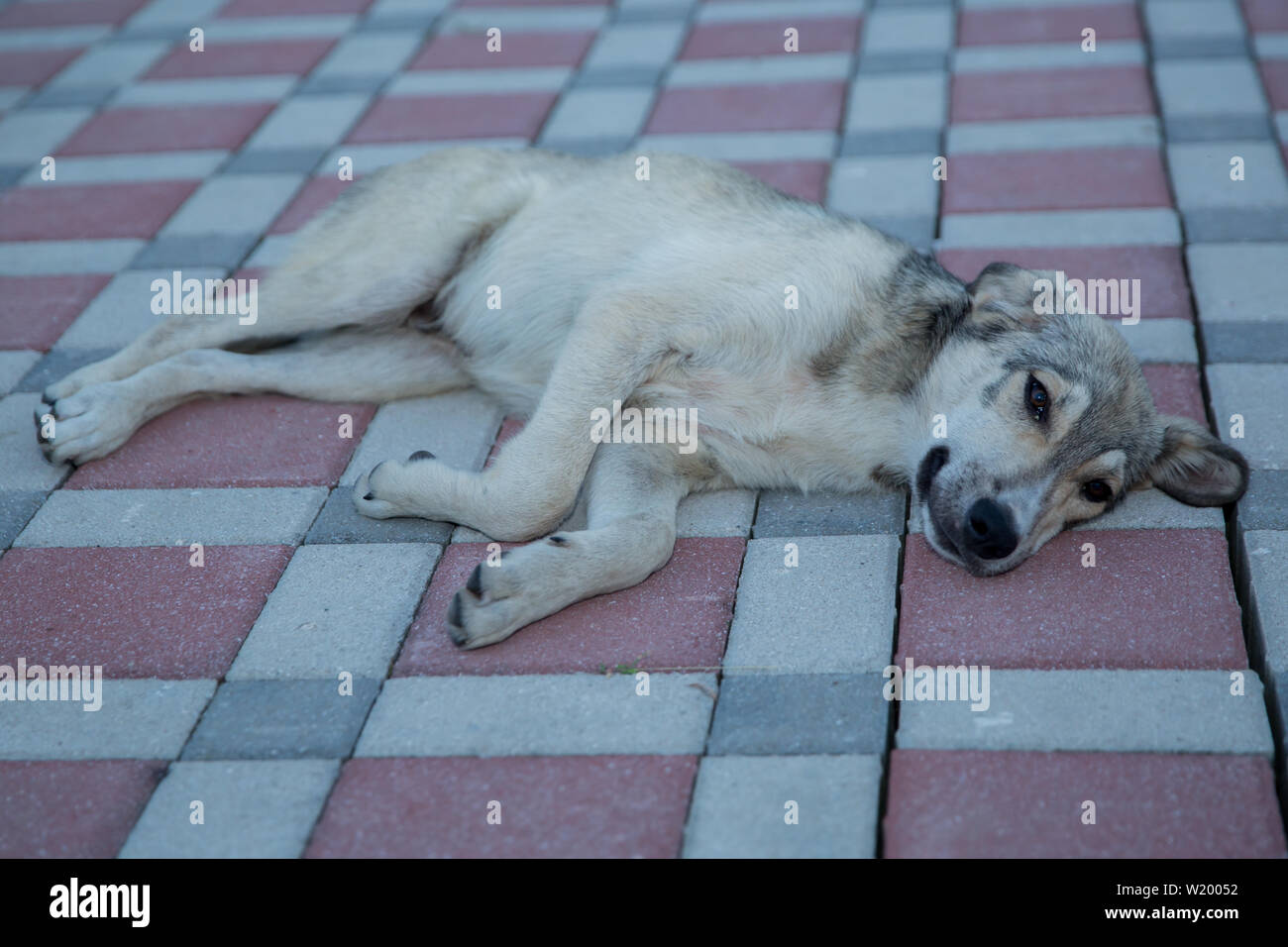the white dog lying on the ground . A temple dog sleeping for relax on
