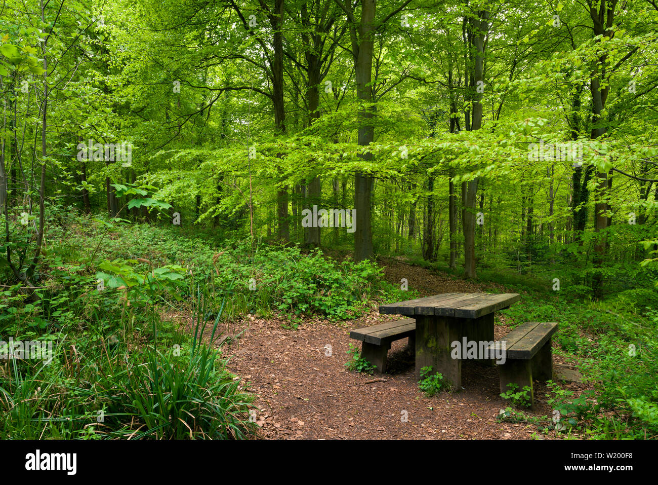 A picnic table in Leigh Woods near Bristol, North Somerset, England. Stock Photo