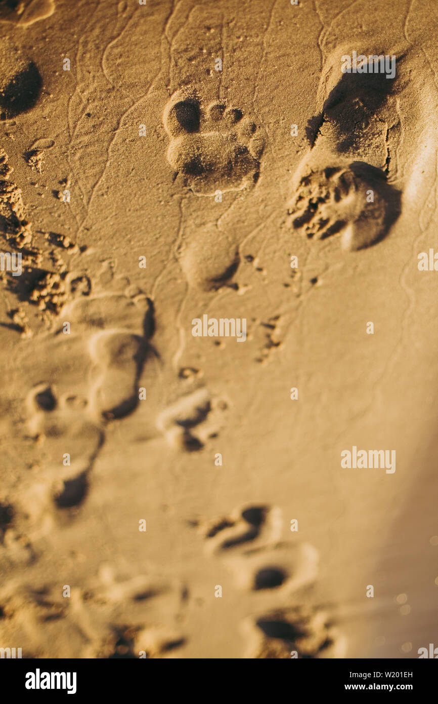 baby footprints in sand