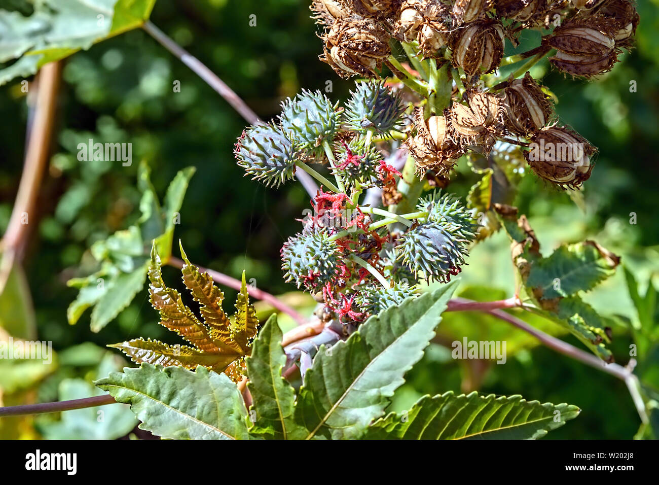 A Ricinus communis plant with green capsule, fresh flower and burst seed pod as well as leaves. A highly poisonous pest, also called Wunderbaum. Stock Photo