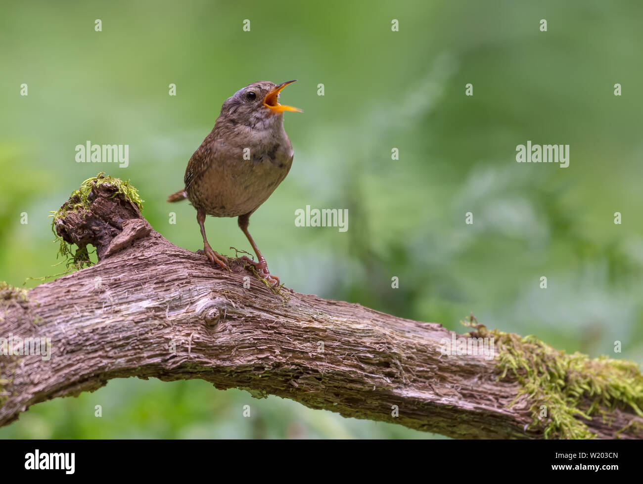 Loud singing of Eurasian wren perched on old mossy stump Stock Photo