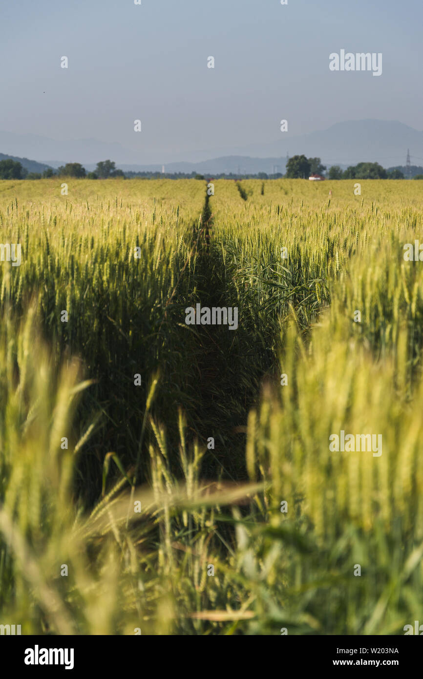 Tractor tracks on the wheat field, Slovenia Stock Photo