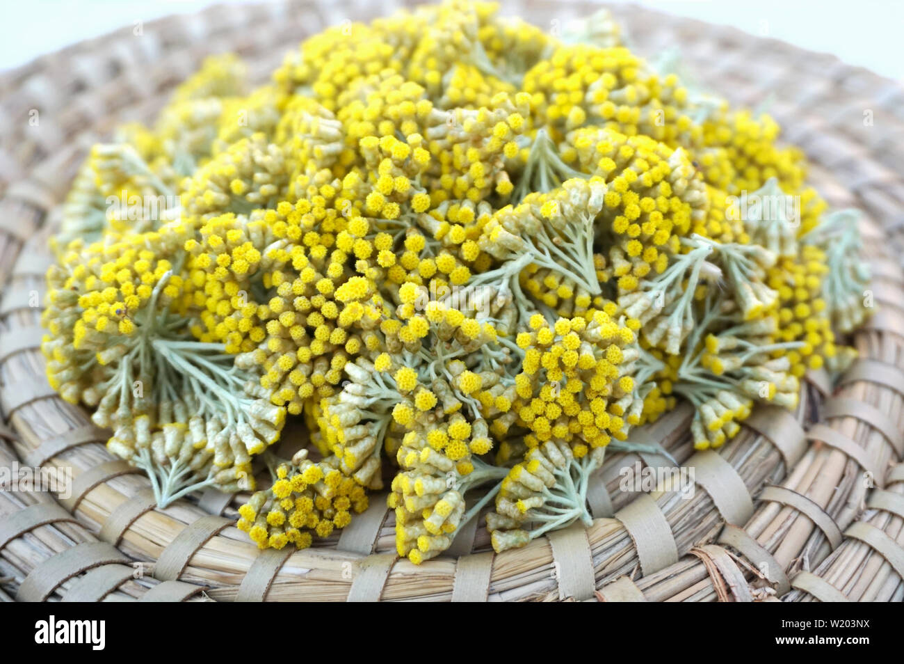Fresh yellow immortelle flowers picked from garden, Helichrysum arenarium background Stock Photo