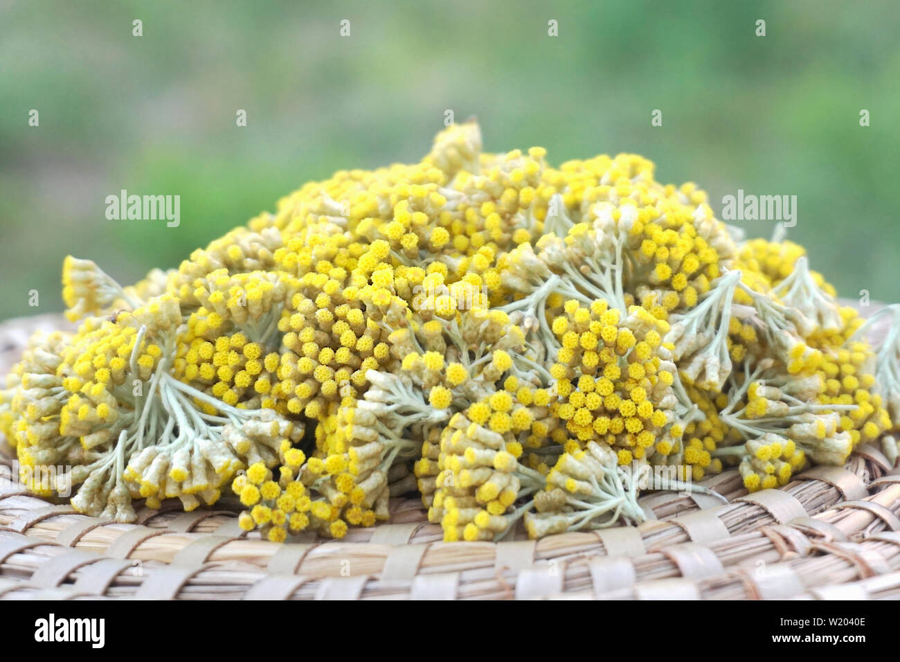 Summer yellow wildflower Helichrysum, everlasting or immortella on the plate with green background Stock Photo