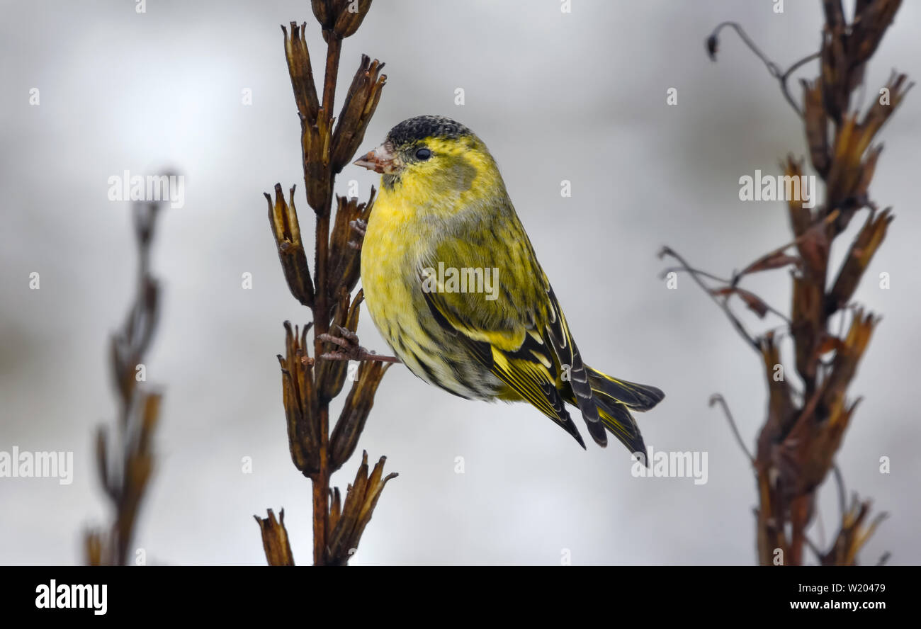 Male Eurasian Siskin posing with curvy tail on primrose plant in winter Stock Photo