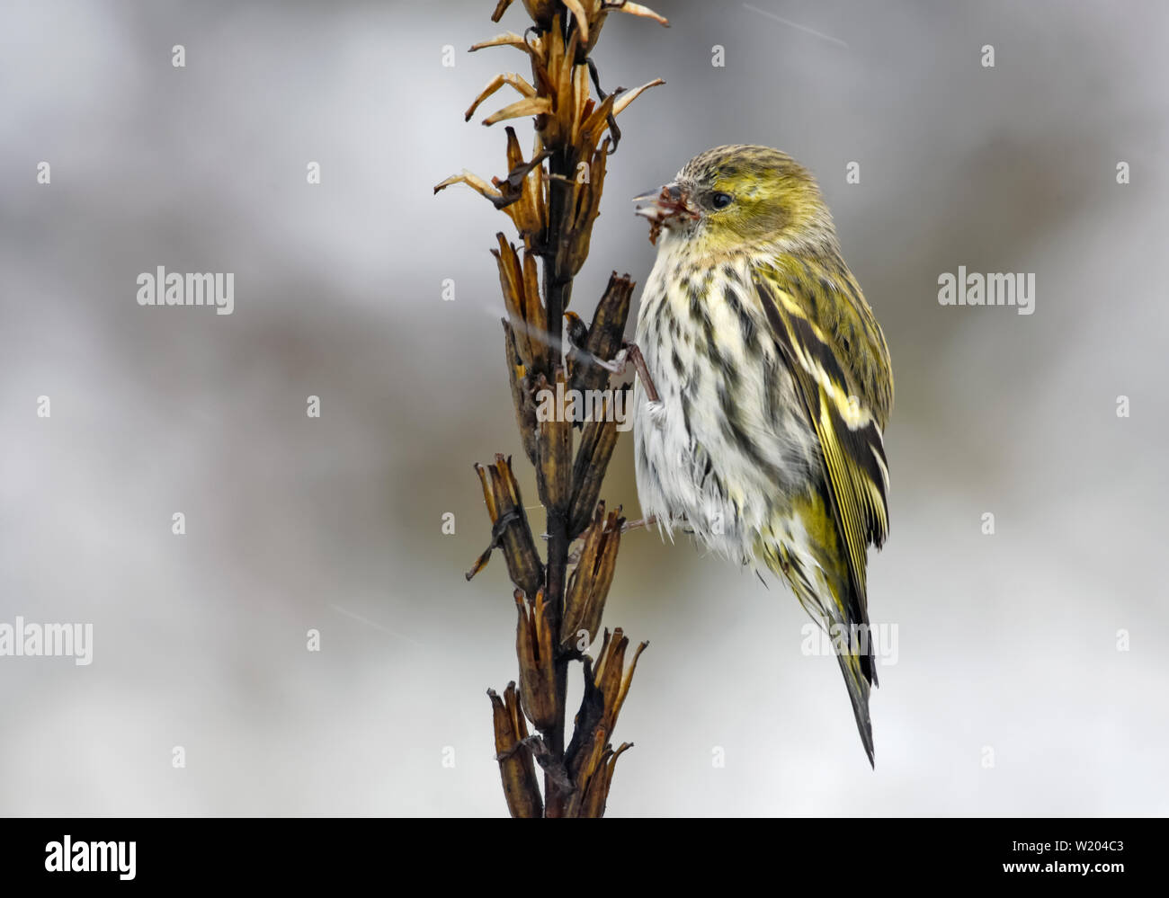 Female Eurasian Siskin sits on herbaceous plant with winter snowflakes Stock Photo