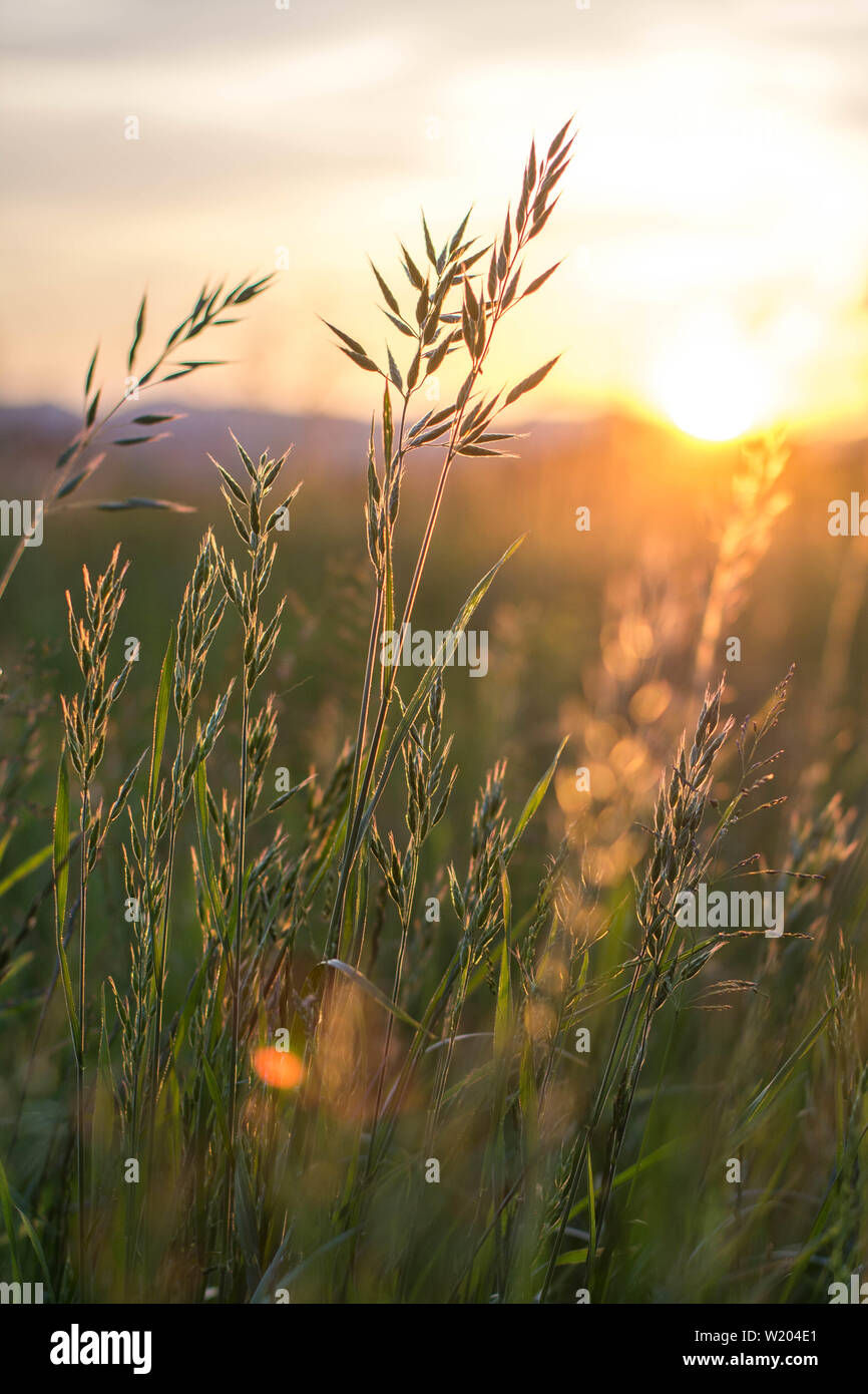 Tussocks of dactylis grass sunlit by an evening sun Stock Photo