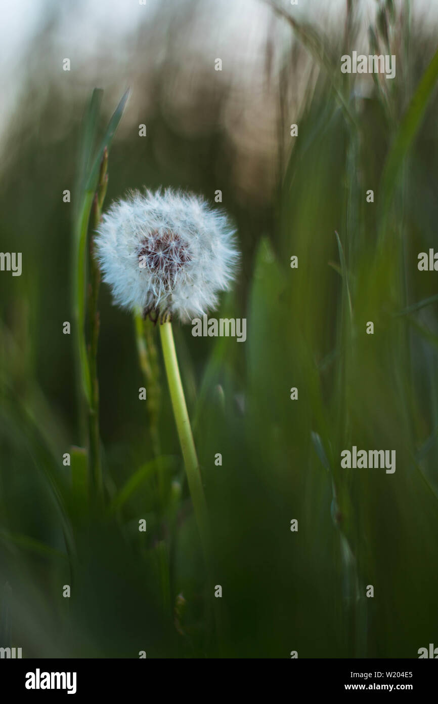 Small dandelion blowball hidden in the grass Stock Photo