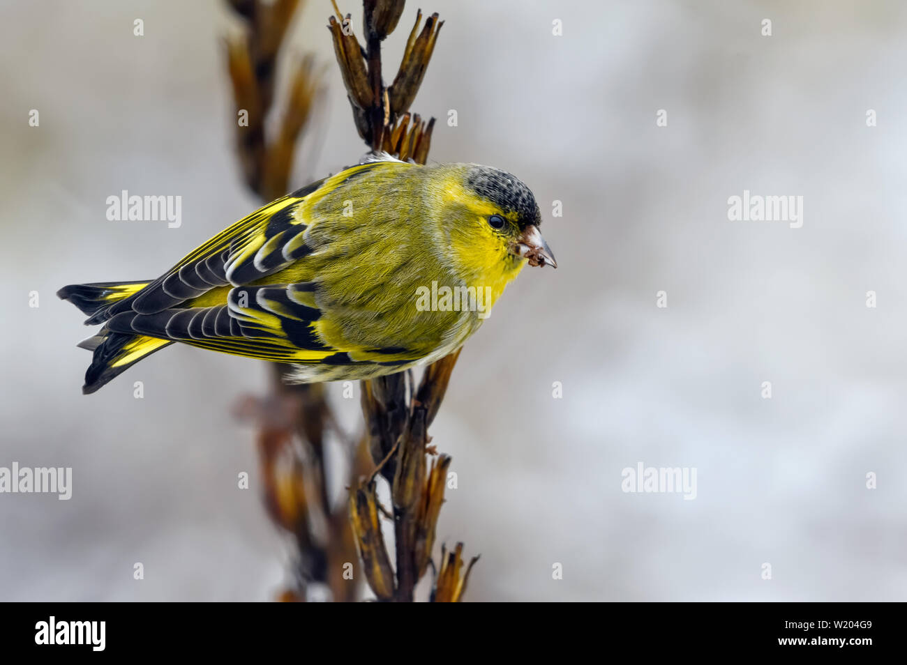 Male Eurasian Siskin back view perched on winter seed plant stem Stock Photo
