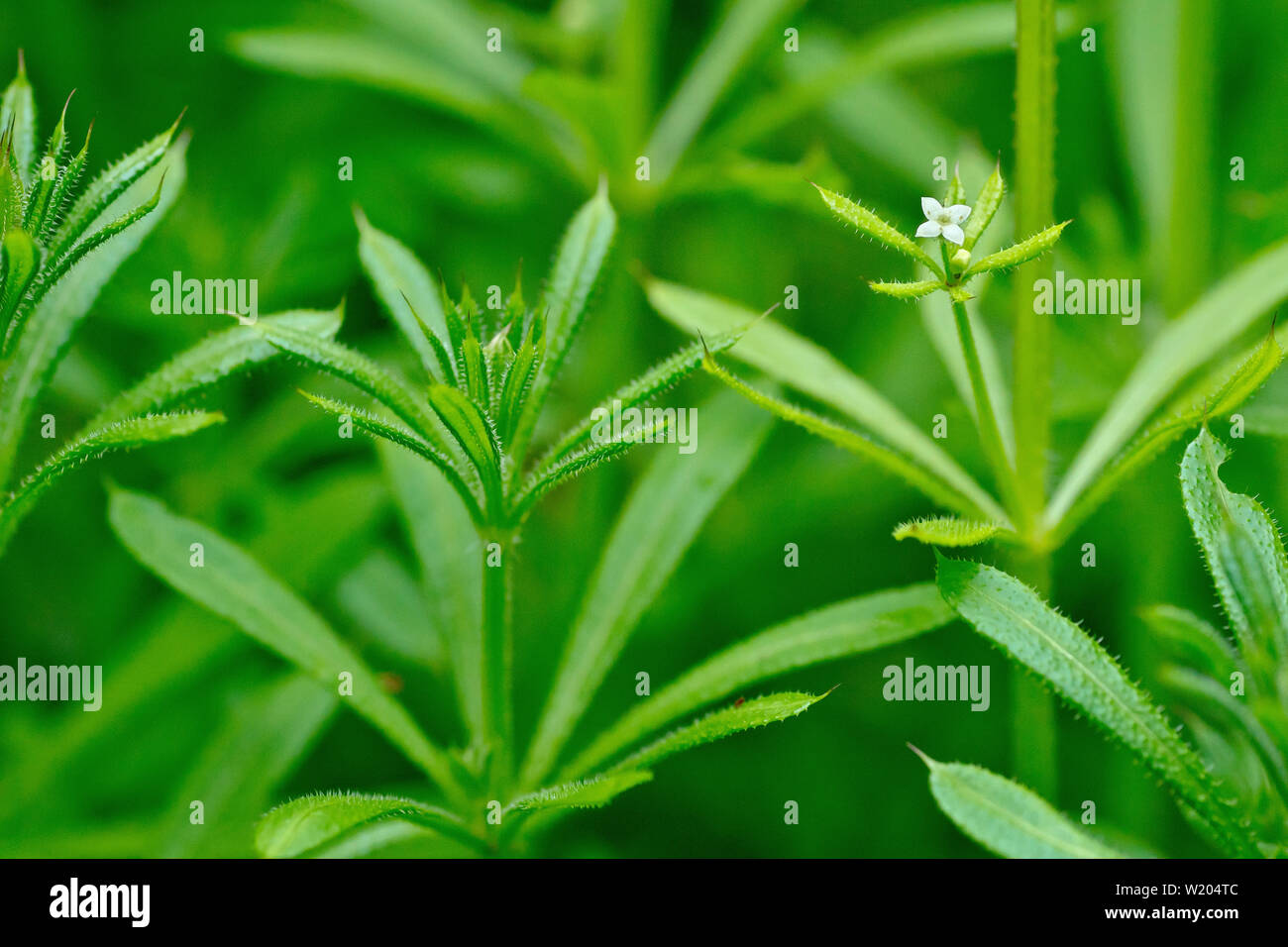 Cleavers, Goosegrass or Sticky Willie (galium aparine), close up of the plant's leaves and tiny white flower. Stock Photo