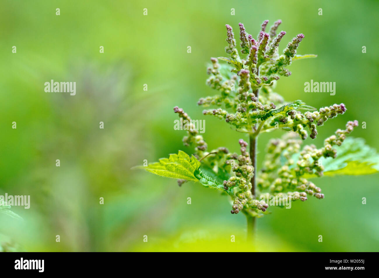 Stinging or Common Nettle (urtica dioica), close up of the tip of a young plant showing the tiny flower buds it produces. Stock Photo