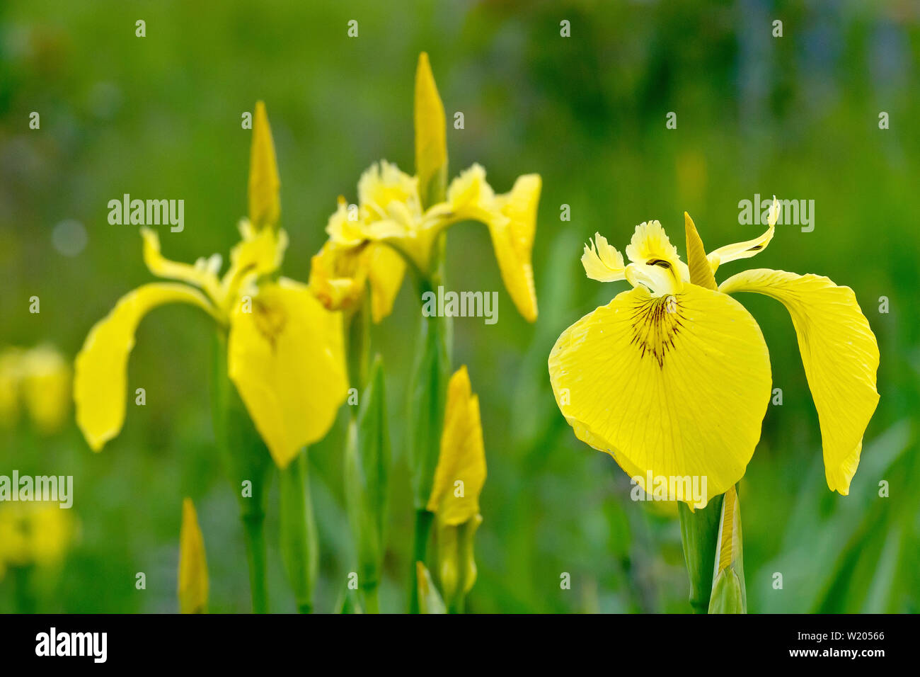 Yellow Iris or Yellow Flag (iris pseudacorus), close up of a group of flowers. Stock Photo
