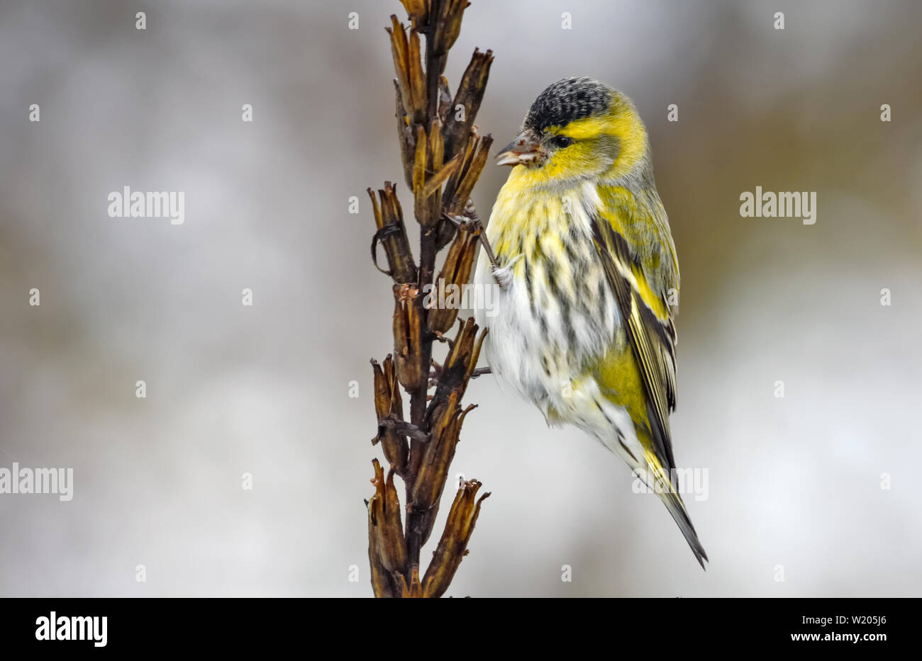 Male Eurasian Siskin posing on suncup seed plant in winter Stock Photo