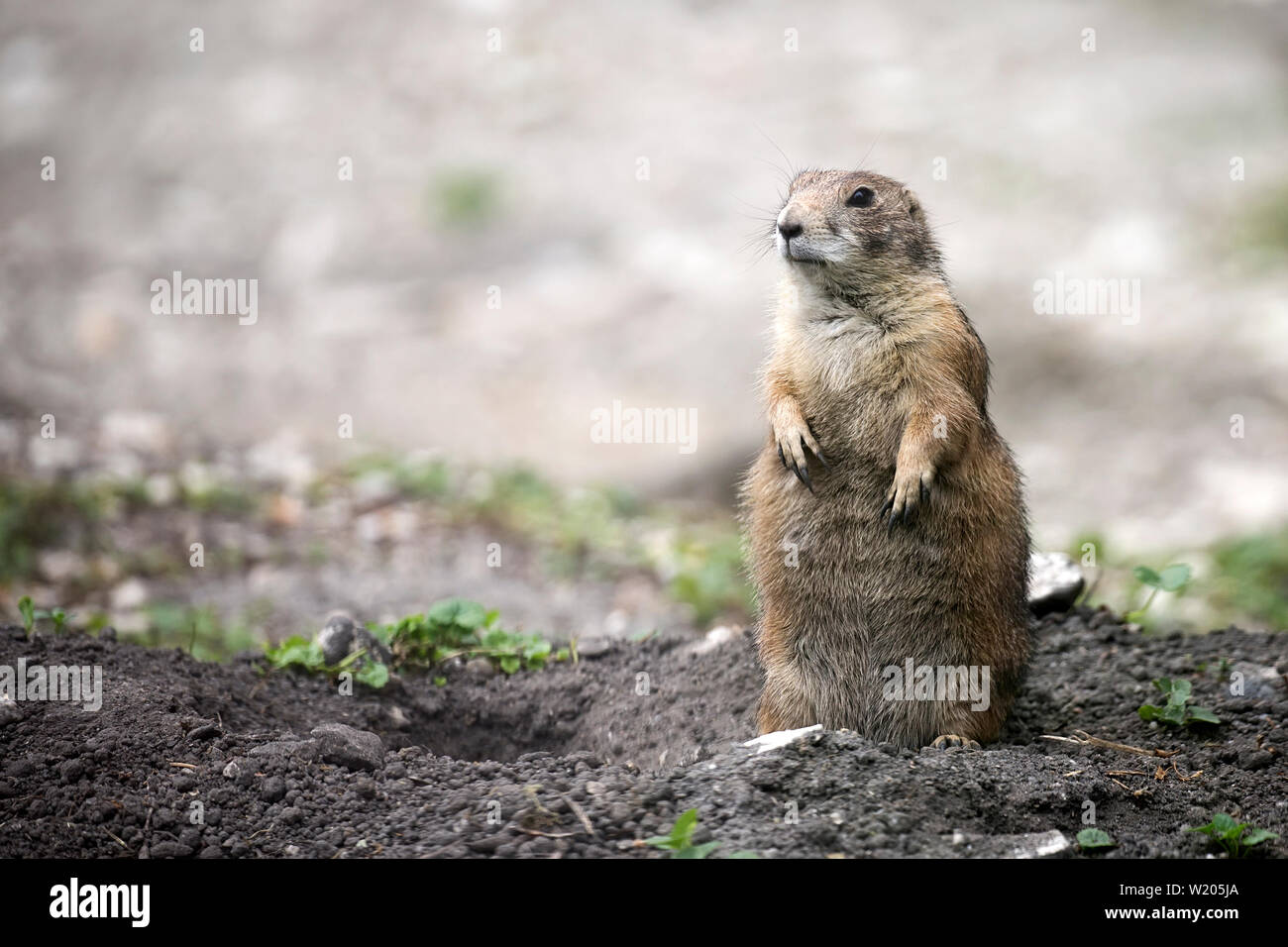 European ground squirrel in a clearing Stock Photo