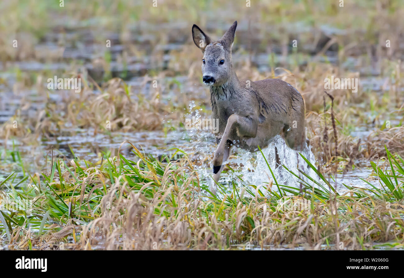 European roe deer jumps over water of small river with a lot of splashes and drops Stock Photo