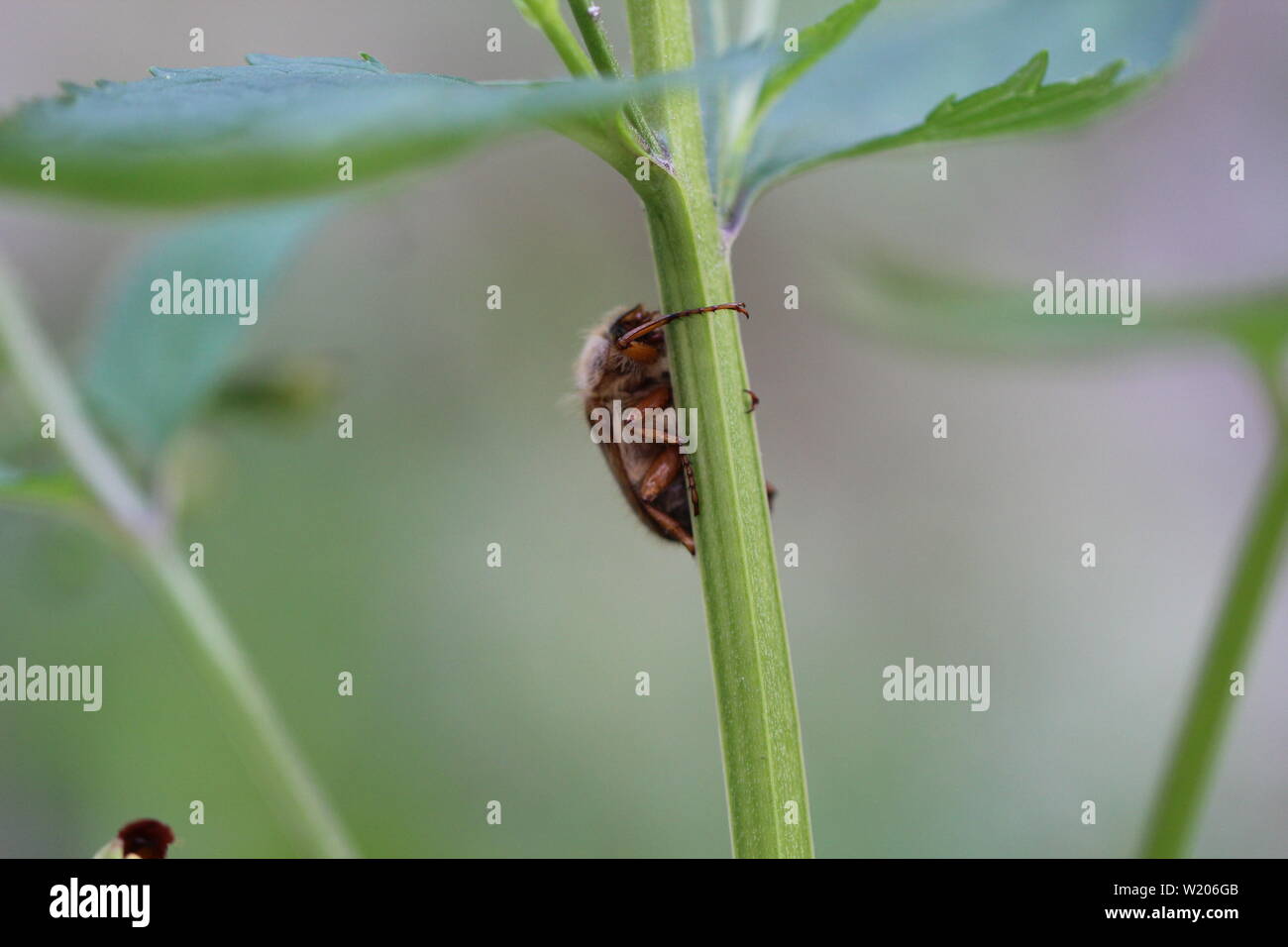 Artenvielfalt hires stock photography and images Alamy