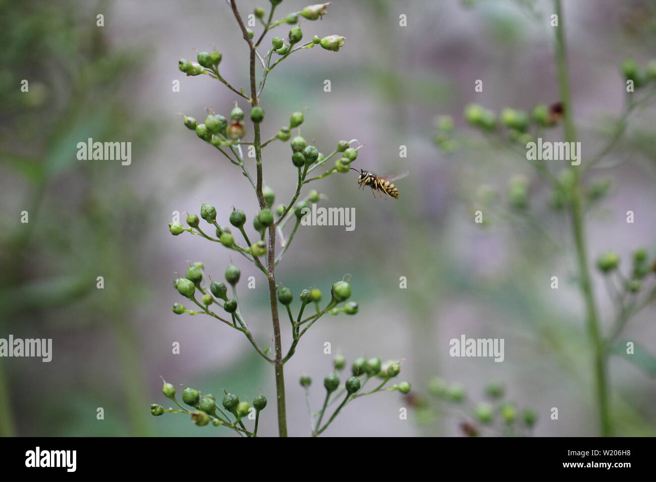 Wespe fliegt eine Pflanze an Stock Photo