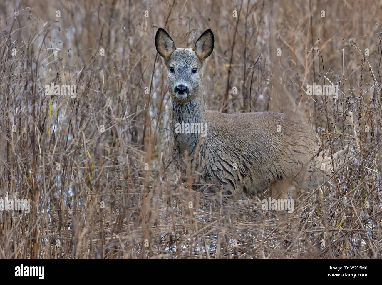 European roe deer standing in shrubs in disguise Stock Photo