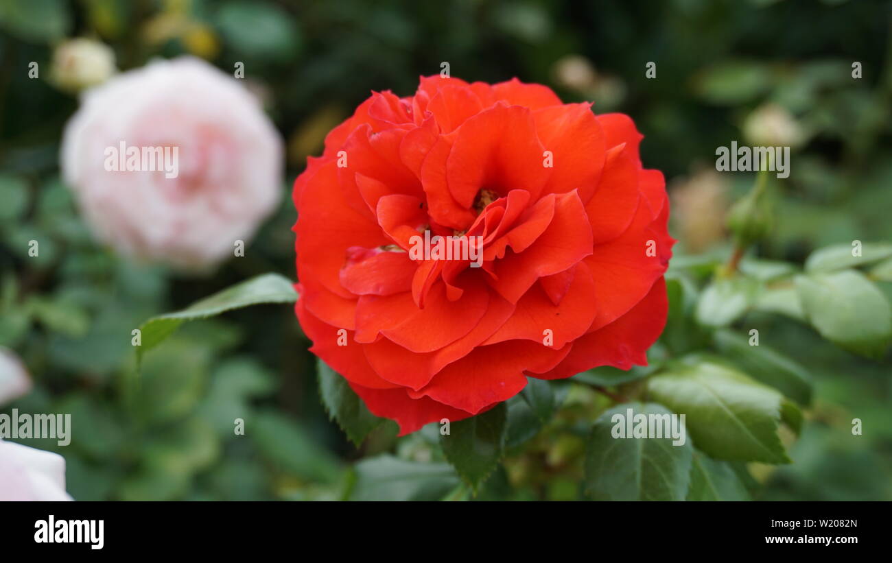 Red rose blossom close up Stock Photo