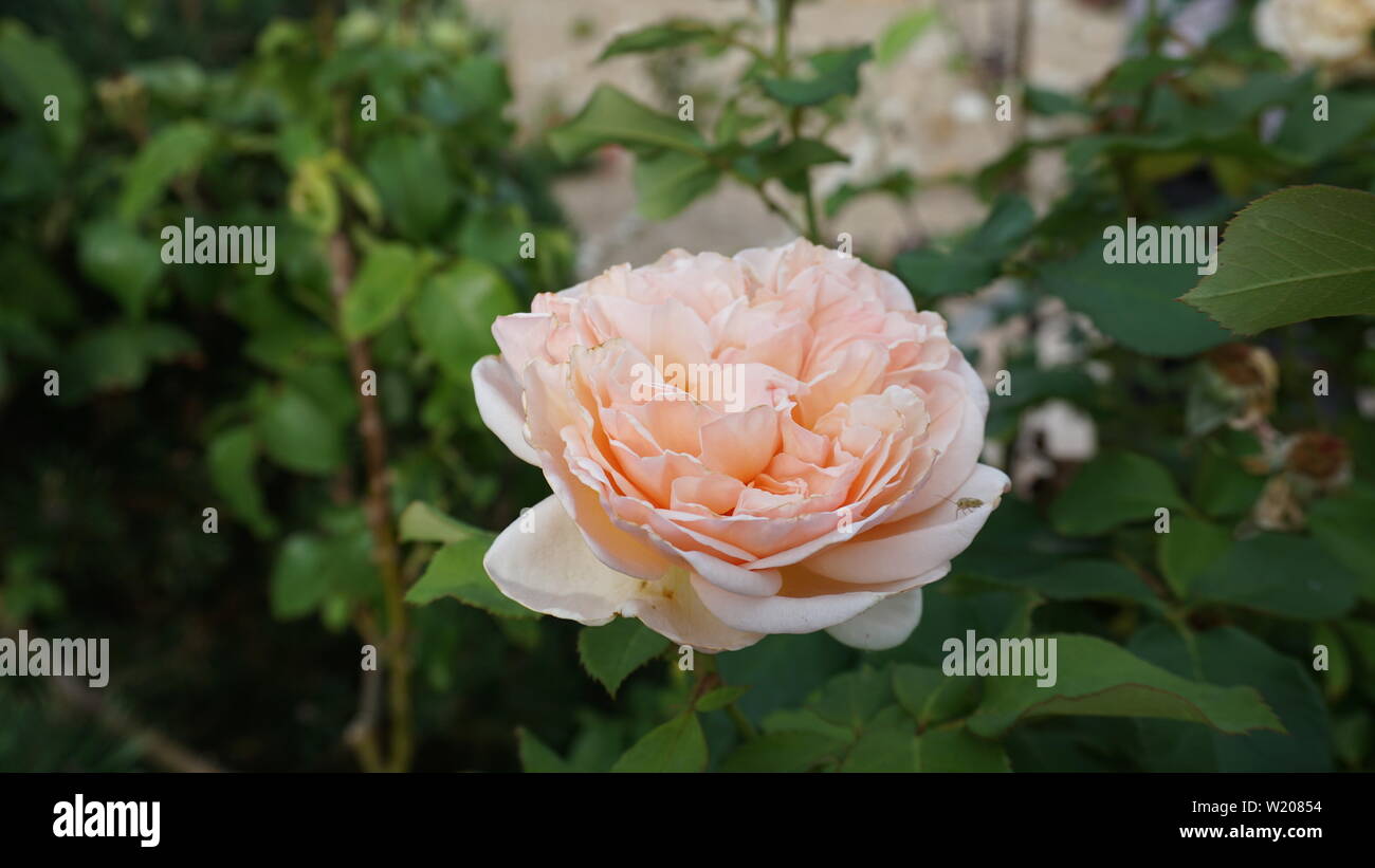 White rosé orange rose blossom close up Stock Photo