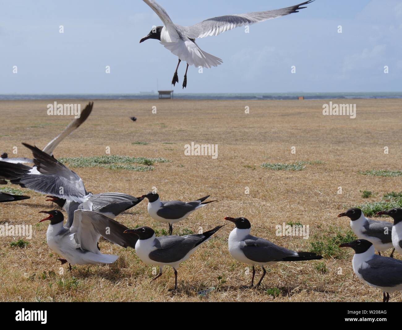 Seagulls fly low and swoop to the ground to scour for food in Galveston