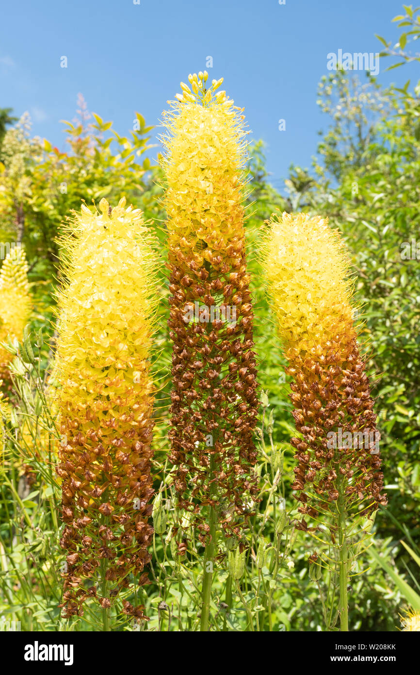Foxtail lily or lilies (Eremurus stenophyllus, desert candle) flower spikes in an English garden flowering during July, UK Stock Photo