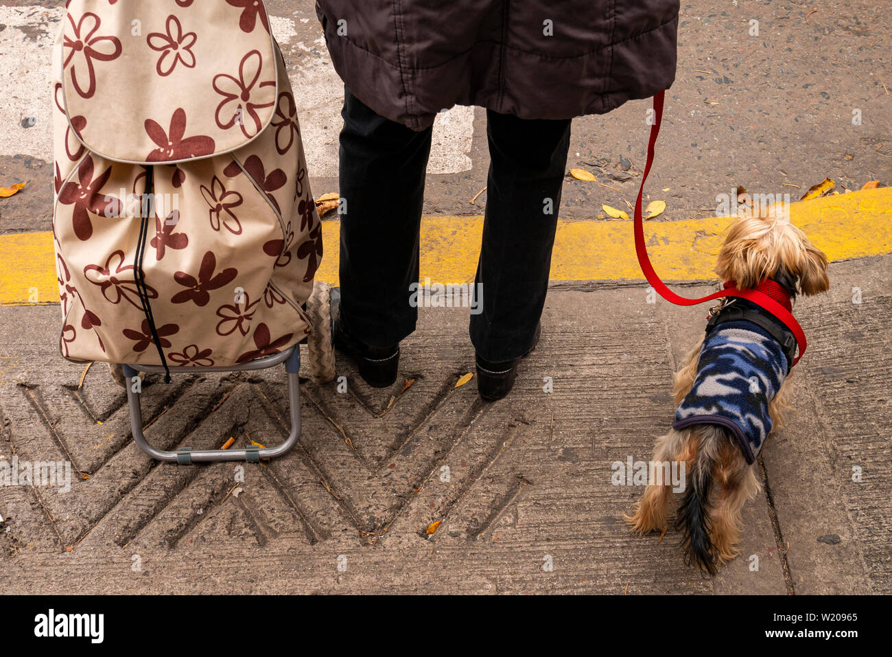 A person waits to cross the street with his dog. Mascot with leash next to its owner at the crossroads of a street in Buenos Aires, Argentina. Stock Photo