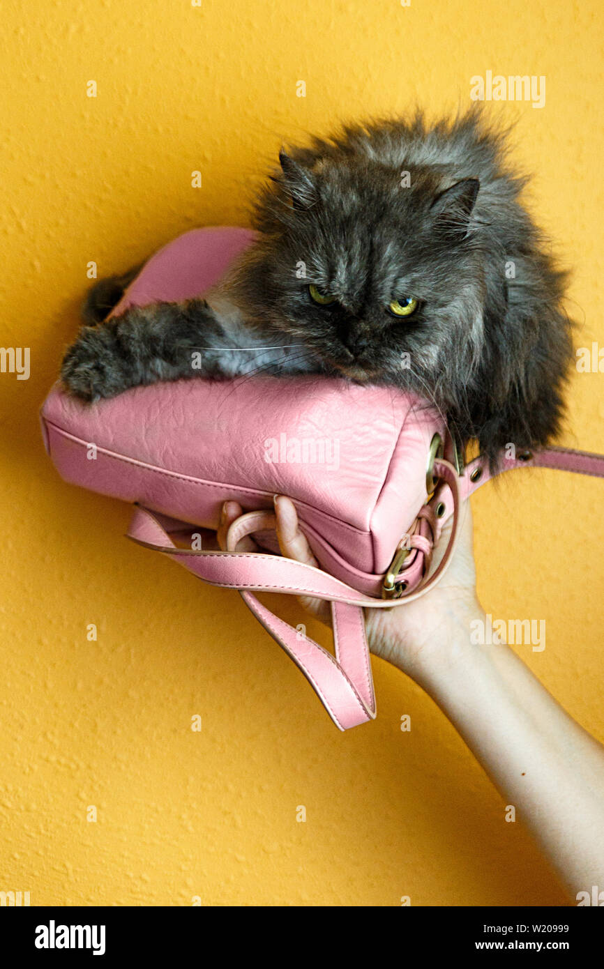 persian cat inside small pink bag Stock Photo