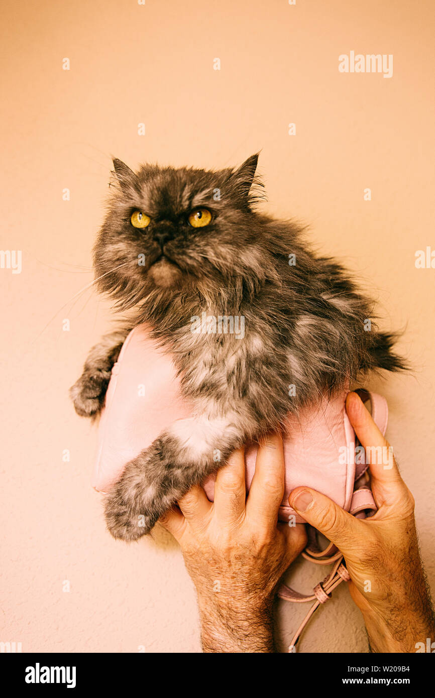 persian cat in a small pink bag III Stock Photo