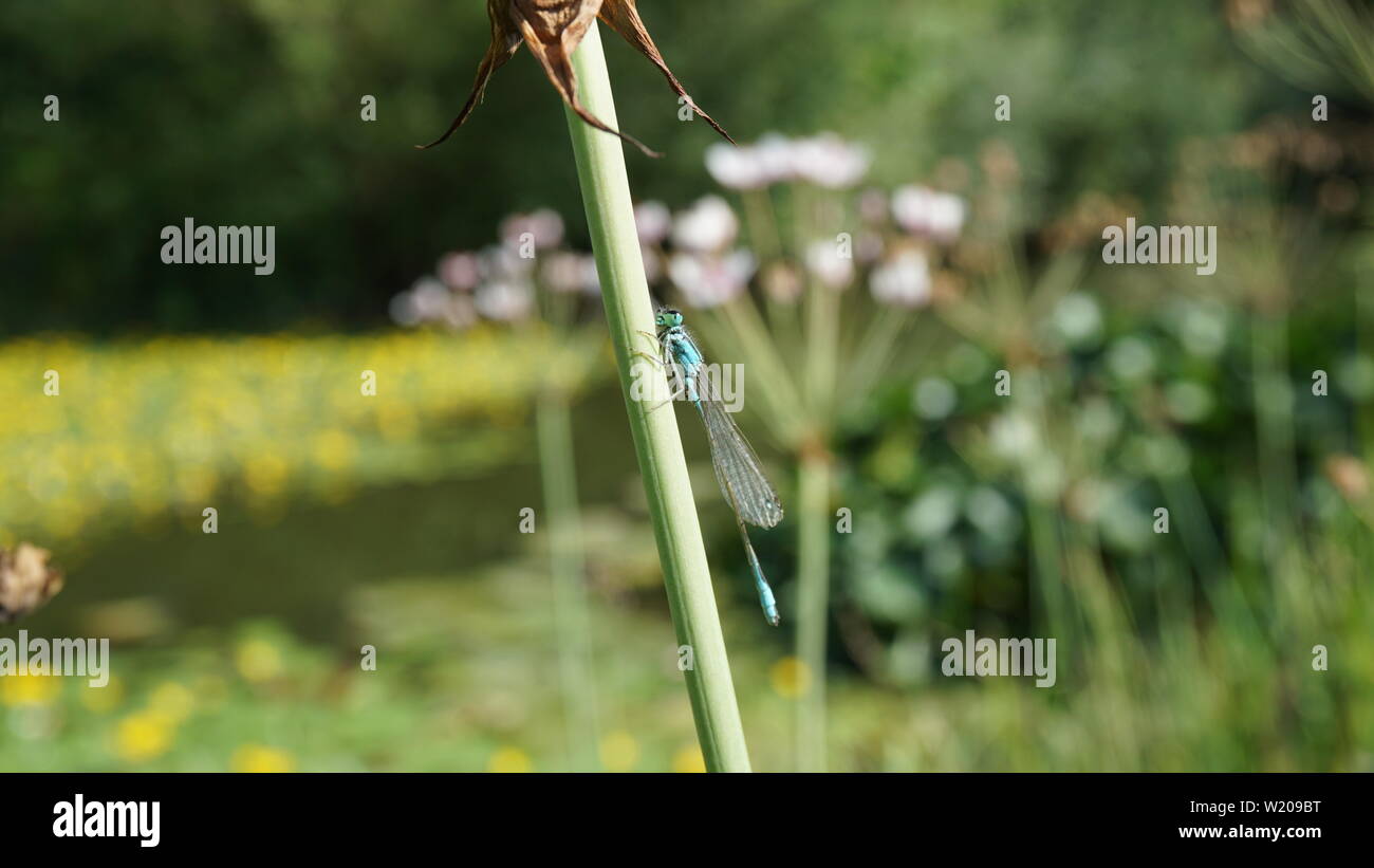 Blue dragon-fly on flower stalk at a pond during summer, Germany Stock Photo
