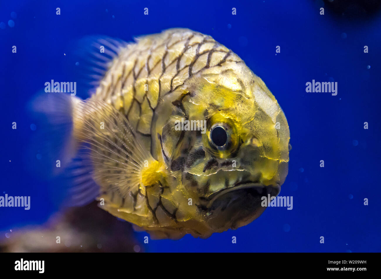 Pineapplefish (Cleidopus gloriamaris) seen underwater. It is also known as Knightfish, Coat-of-mail fish or Pine Cone fish. Is a species of fish in th Stock Photo