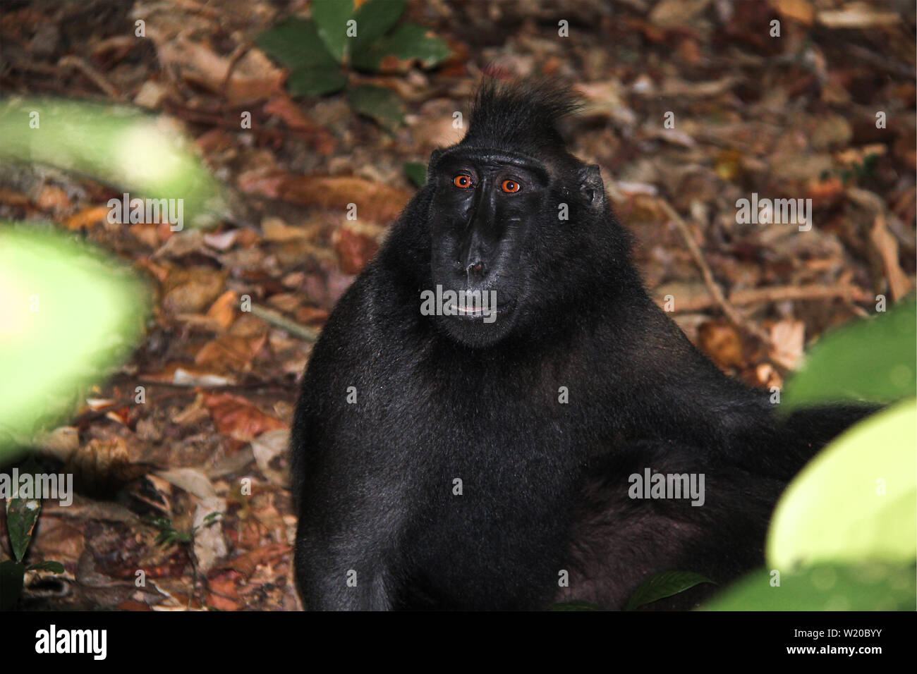 Celebes Crested macaque sitting in leaves in the jungle of Sulawesi, Indonesia. Stock Photo