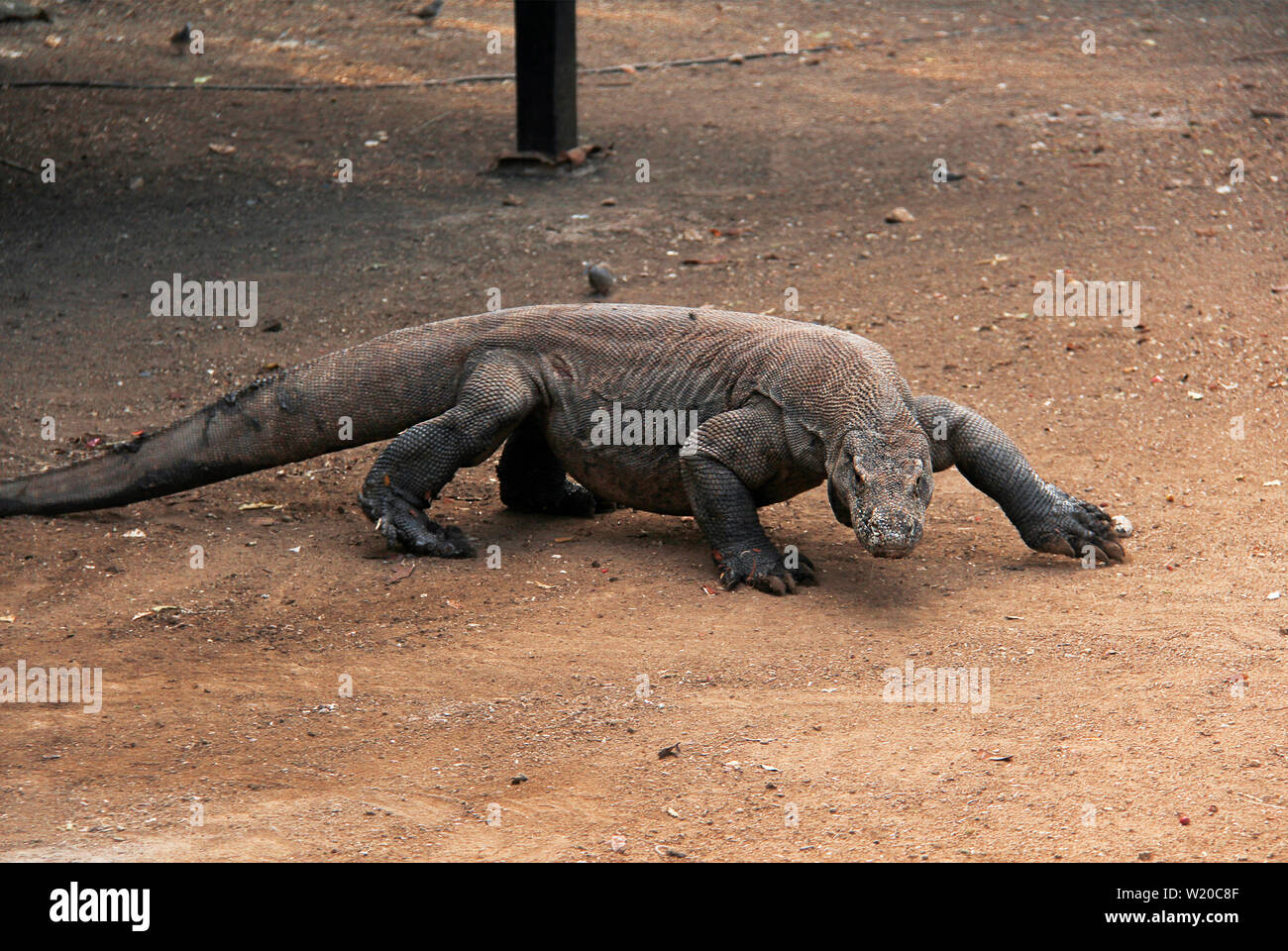 Komodo Dragon in Komodo National Park in Flores, Indonesia. Stock Photo