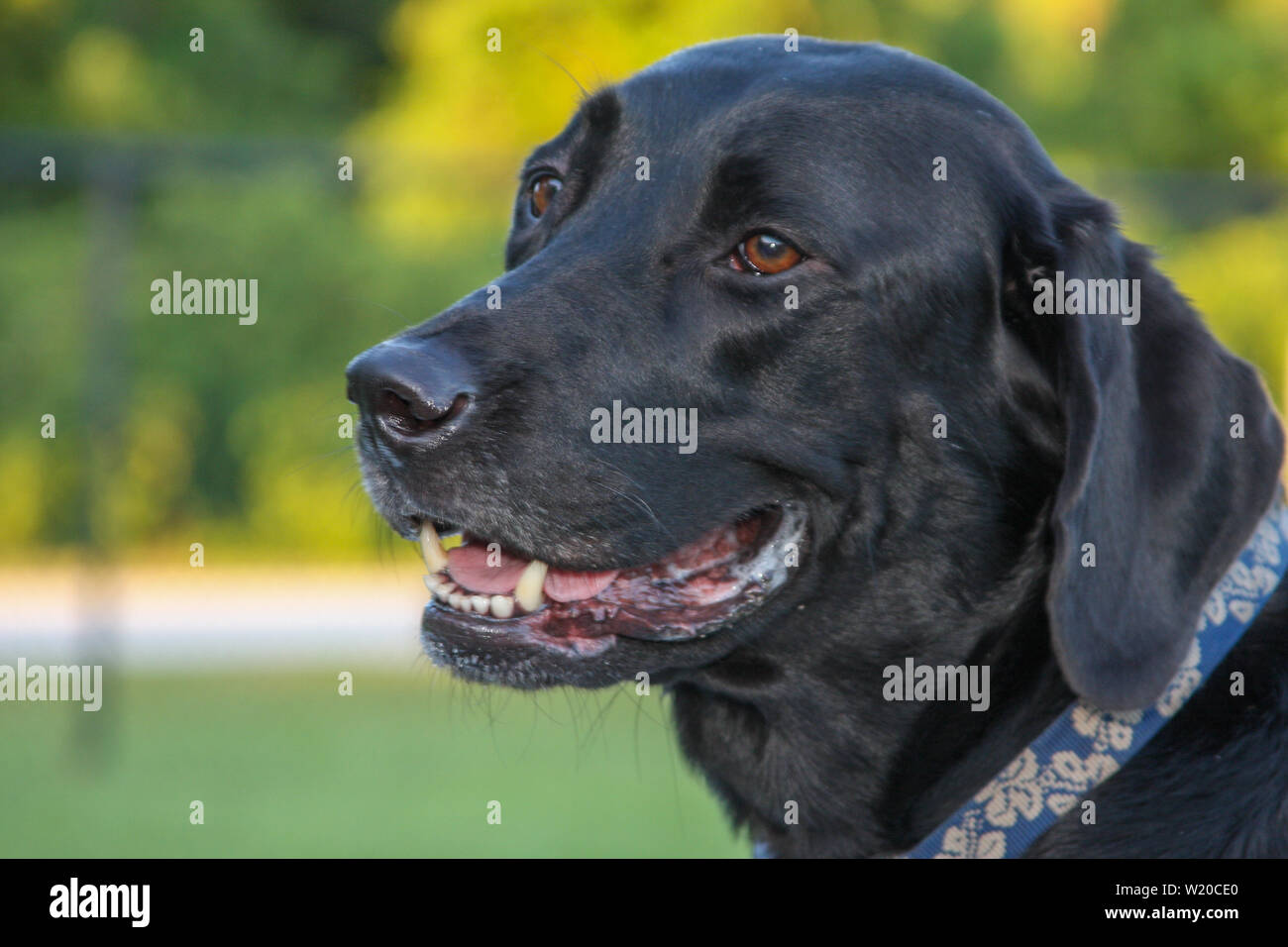A happy black labrador retriever enjoying a sunny day at the dog park. Stock Photo
