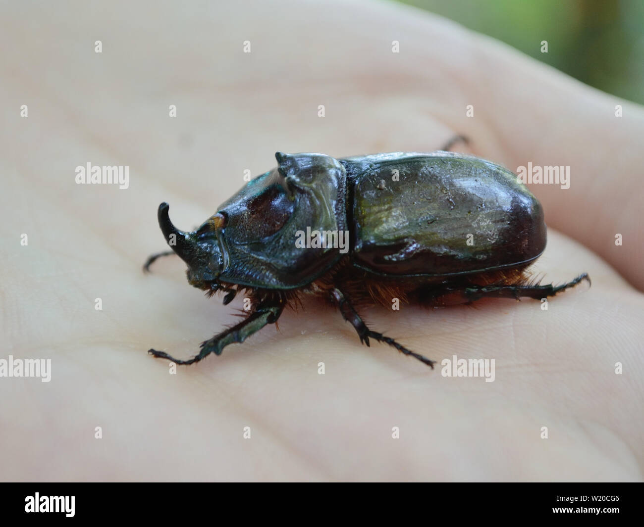 European rhinoceros beetle, adult male oryctes nasicornis Stock Photo