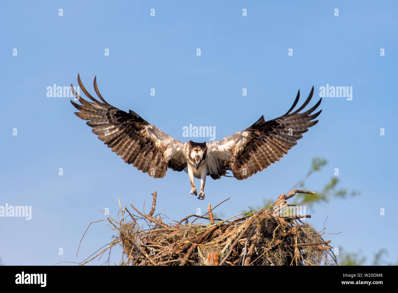 Osprey Landing on its Nest with Wings Spread Stock Photo - Alamy