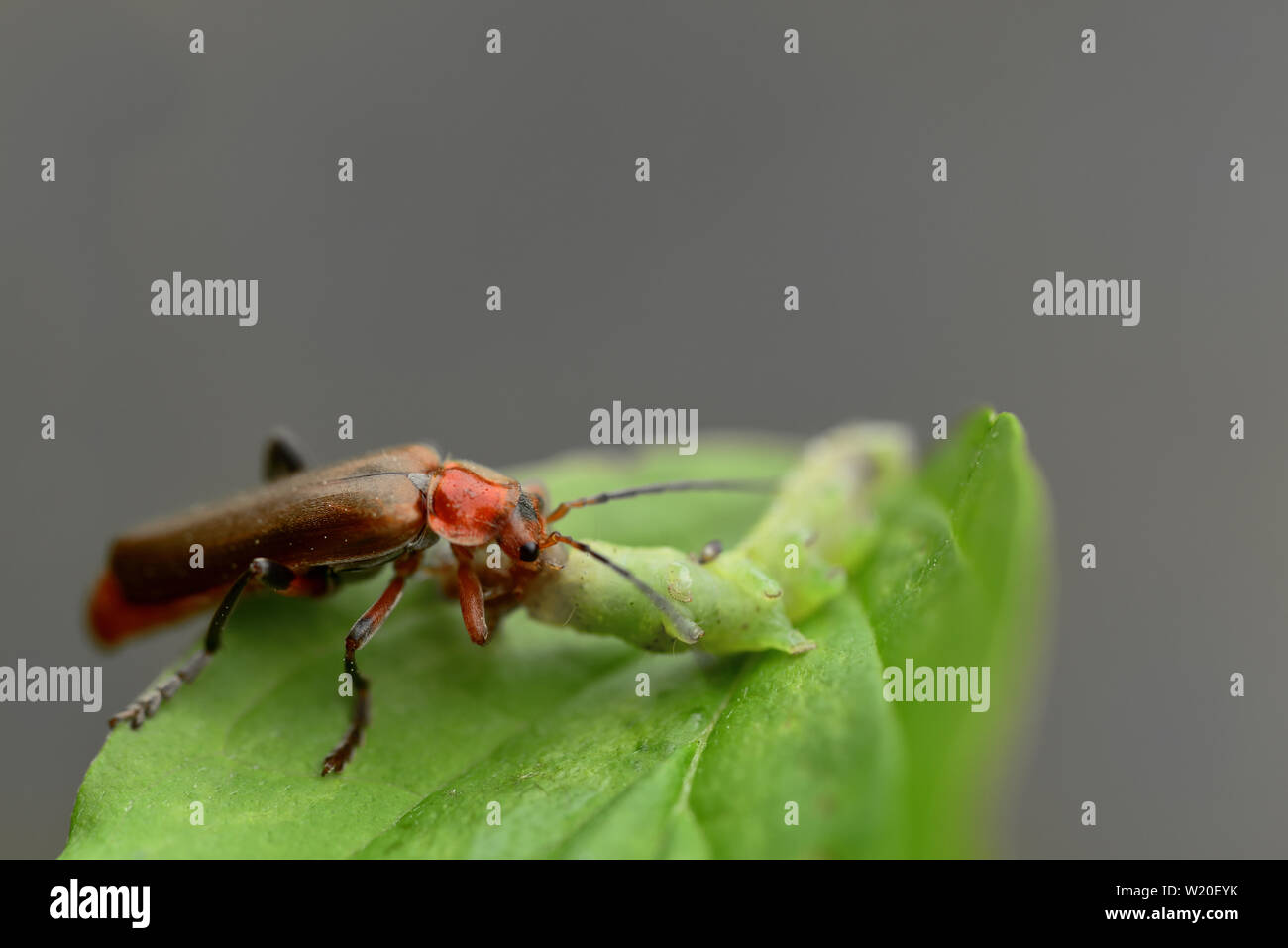 Closeup of a brown beetle eating a green caterpillar Stock Photo