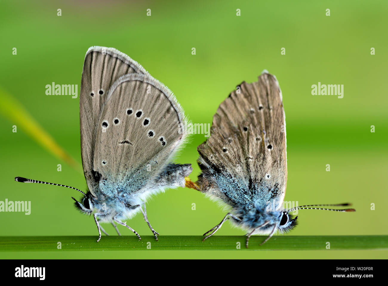 Two little butterflies are outdoors on a blade of grass Stock Photo