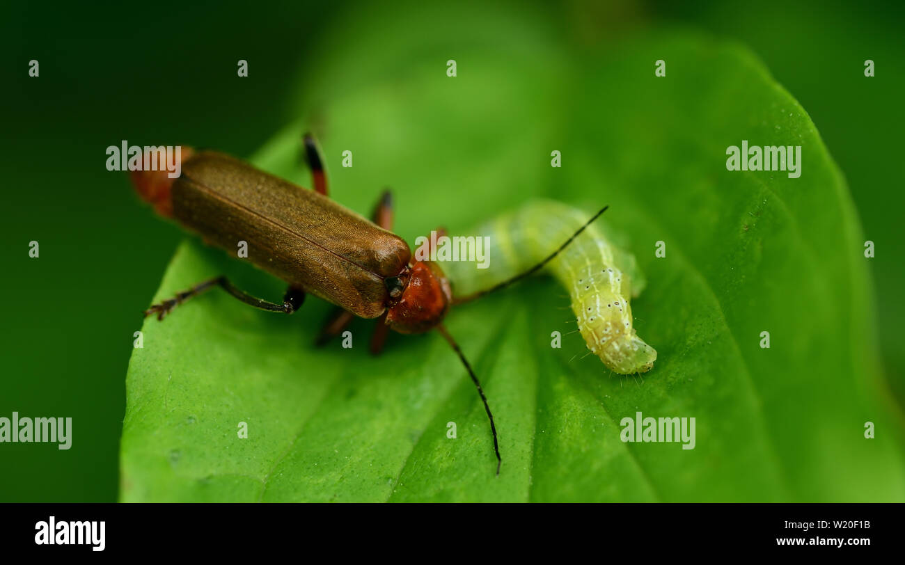 Closeup of a brown beetle eating a green caterpillar Stock Photo
