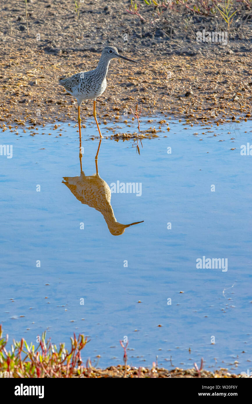 Greater, possibly Lesser Yellowlegs, admires its reflection in the calm water. This beatiful bird was spotted along Black Point Wildlife Drive in Merr Stock Photo