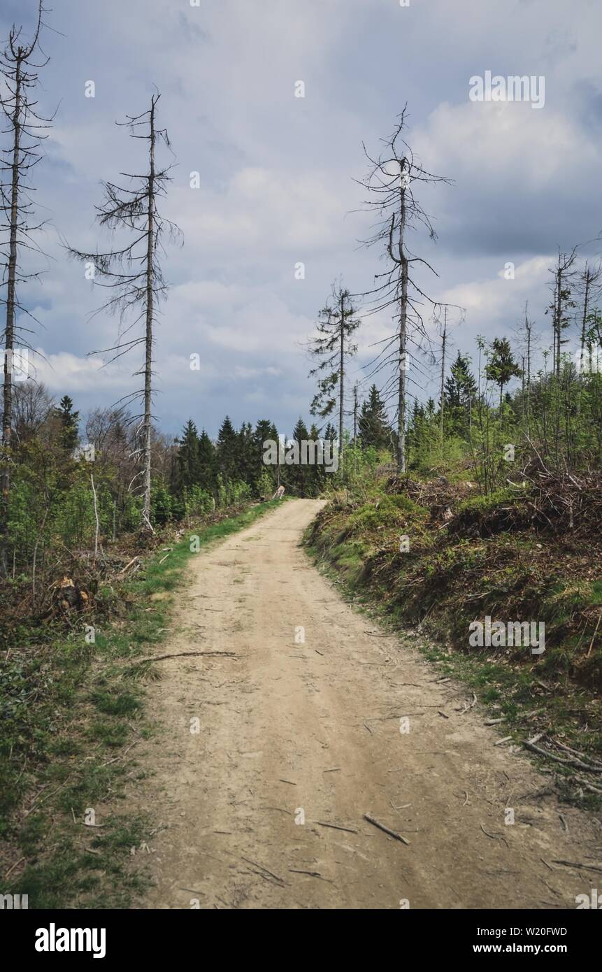 Beautiful spring forest landscape. Mountain path in a charming green forest. Stock Photo