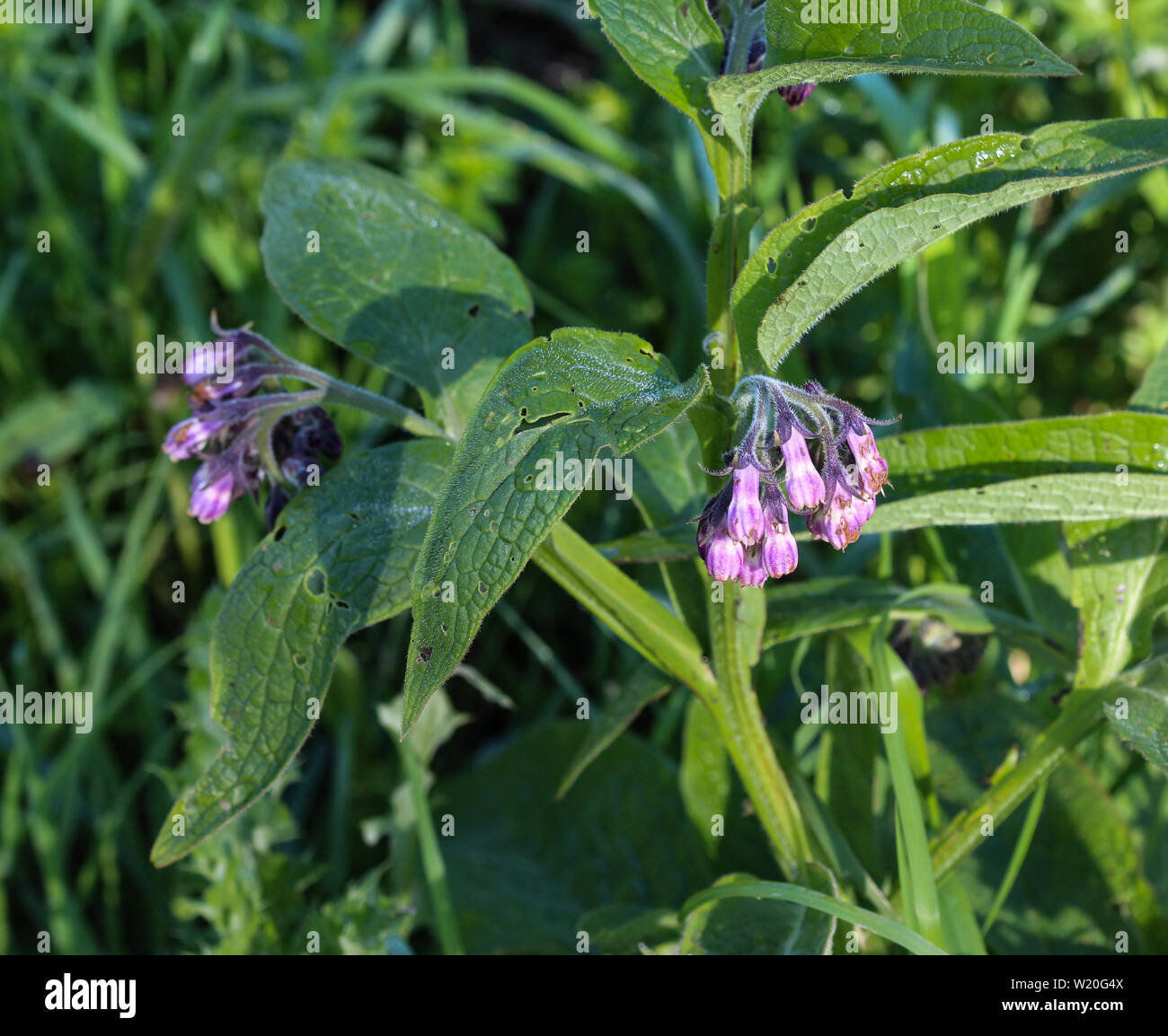 Close Up Of Wild Common Comfrey Or True Comfrey Symphytum Officinale Flower During Spring Stock Photo Alamy